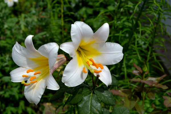 Lily Lilium Luxusní Velké Květiny Příjemné Vůni Krásná Květina Abstraktní — Stock fotografie