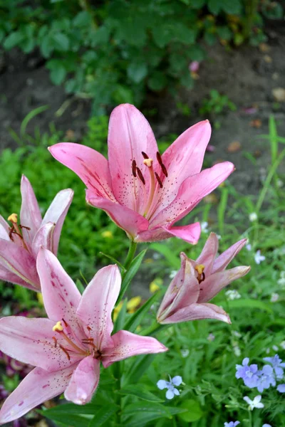 莉莉姆 华丽的大花 芬芳宜人 美丽的自然花朵背景 美丽的粉红色花朵 — 图库照片