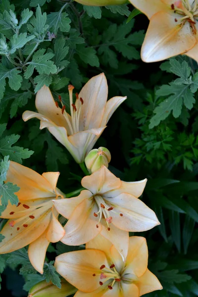 リリー リリウム 心地よい香りの中で豪華な大きな花 自然の美しい花の背景 美しい黄色の花 — ストック写真