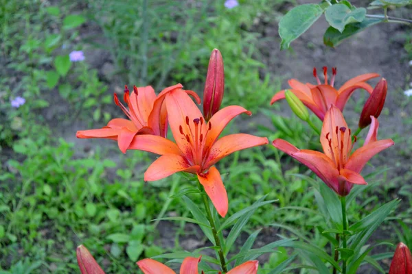 Лили Лилиум Роскошные Большие Цветы Приятном Запахе Красивый Цветок Абстрактный — стоковое фото