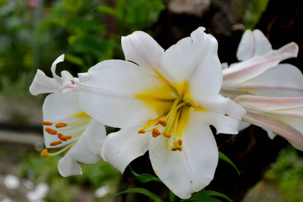 Lilie Lilium Luxuriöse Große Blüten Einem Angenehmen Geruch Schöne Blume — Stockfoto