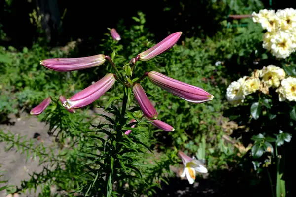 Lily Lilium Grandes Fleurs Luxueuses Dans Une Odeur Agréable Belle — Photo