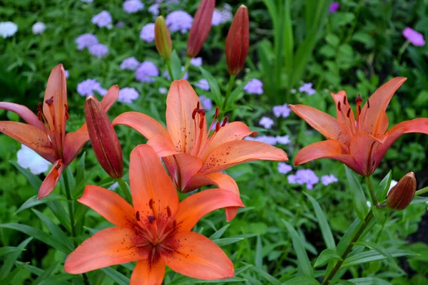 Lily Lilium Luxurious Large Flowers Pleasant Smell Beautiful Flower Abstract — Stock Photo, Image