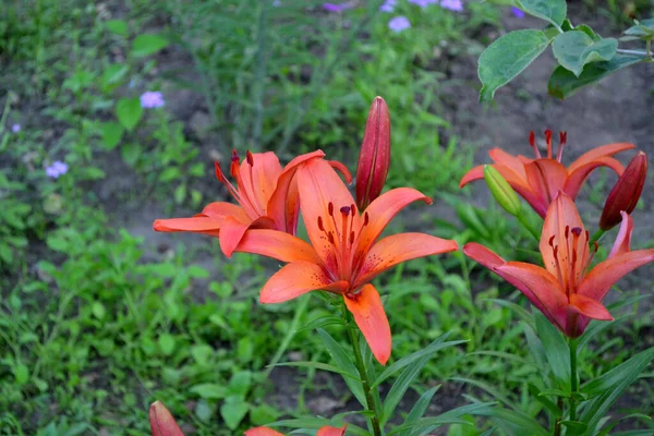 Lily Lilium Hoş Kokulu Lüks Büyük Çiçekler Doğanın Güzel Soyut — Stok fotoğraf
