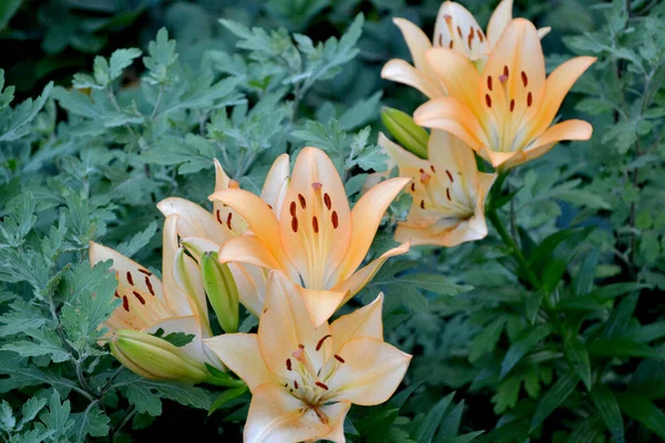 Lily Lilium Flores Grandes Lujo Olor Agradable Hermoso Fondo Naturaleza — Foto de Stock