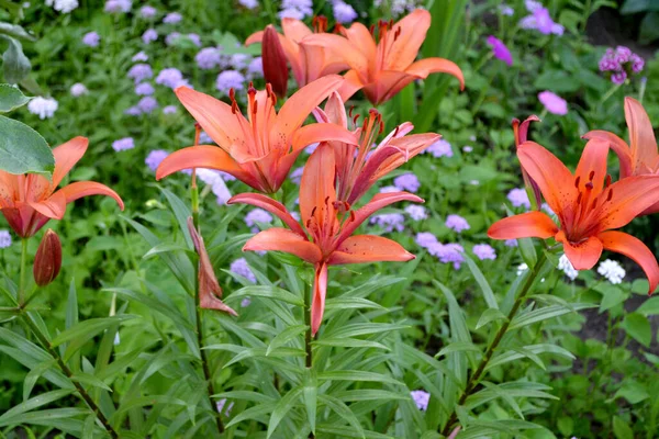 Lilium Lily Grandes Fleurs Luxueuses Dans Une Odeur Agréable Beau — Photo