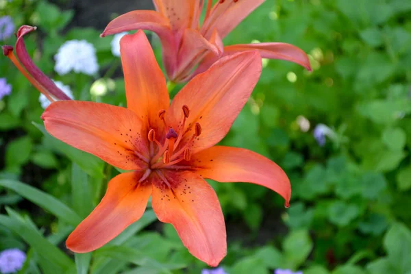 Lílio Lily Luxuosas Flores Grandes Cheiro Agradável Bela Flor Fundo — Fotografia de Stock