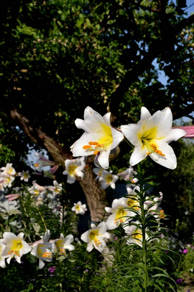 Lilium Lily Luxusní Velké Květiny Příjemné Vůni Krásná Květina Abstraktní — Stock fotografie
