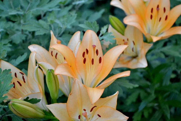 Lilium Lily Vagyok Luxus Nagy Virágok Kellemes Illatban Gyönyörű Virág — Stock Fotó