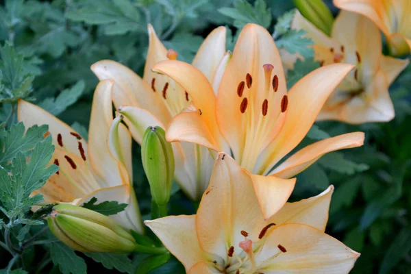 Lilium Lilie Luxuriöse Große Blüten Einem Angenehmen Geruch Schöne Blume — Stockfoto