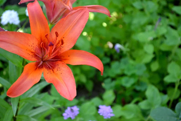 Lilium Lily Luxurious Large Flowers Pleasant Smell Beautiful Flower Abstract — Stock Photo, Image