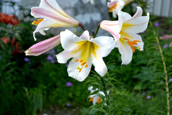 Belle Fleur Fond Abstrait Nature Lily Lilium Grandes Fleurs Luxueuses — Photo