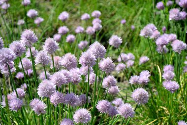 Ebedi otçul bitki. Dekoratif yay. Allium schoenoprasum. Doğanın güzel, soyut arka planı. Yaz manzarası. Çiçekçilik, ev çiçeği yatağı. Ev bahçesi, tarla