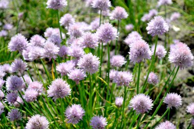 Allium schoenoprasum. Dekoratif yay. Ebedi otçul bitki. Doğanın güzel, soyut arka planı. Yaz manzarası. Çiçekçilik, ev çiçeği yatağı. Ev bahçesi