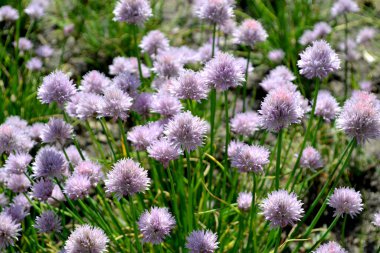 Allium schoenoprasum. Dekoratif yay. Ebedi otçul bitki. Doğanın güzel çiçek arkaplanı