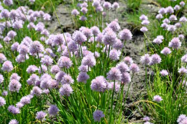 Allium schoenoprasum. Dekoratif yay. Ebedi otçul bitki. Doğanın güzel, soyut arka planı. Yaz manzarası. Çiçekçilik, ev çiçeği.