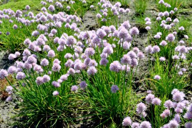 Allium schoenoprasum. Dekoratif yay. Ebedi otçul bitki. Doğanın güzel, soyut arka planı. Yaz manzarası. Çiçekçilik, ev çiçeği yatağı.