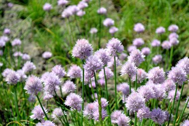 Allium schoenoprasum. Dekoratif yay. Ebedi otçul bitki. Doğanın güzel, soyut arka planı. Yaz manzarası. Çiçekçilik
