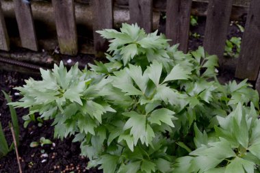 Levisticum resmi. Sevgi. Doğanın güzel bitkisel soyut arka planı. Bahar manzarası. Ebedi otçul bitki, Şemsiye familyasının tek cinsi. Bahar çiçeği yatağı