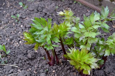 Young Lovage 'ı vurdu. Levisticum resmi. Doğanın güzel arka planı. Ebedi otçul bitki, Şemsiye familyasının tek cinsi.