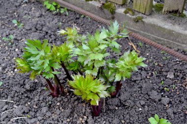 Young Lovage 'ı vurdu. Levisticum resmi. Doğanın güzel bitkisel arka planı. Bahar. Ebedi otçul bitki, Şemsiye familyasının tek cinsi.