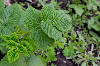 Rubus idaeus. Sıradan ahududu. Doğanın güzel yeşil soyut arka planı. Bahar manzarası. Rosaceae ailesinin Rubus cinsi. Young şut çekiyor. Yeşil çalılar