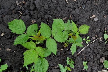 Sıradan ahududu. Rubus idaeus. Çok güzel. Rosaceae ailesinin Rubus cinsi. Genç atış.