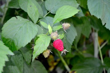 Sıradan ahududu. Rubus idaeus. Doğanın güzel yeşil soyut arka planı. Bahar manzarası. Rosaceae ailesinin Rubus cinsi. Kırmızı çilek. Yeşil