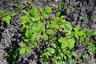Sıradan ahududu. Rubus idaeus. Güzel arka plan. Yaz. Rosaceae ailesinin Rubus cinsi. Genç atış.
