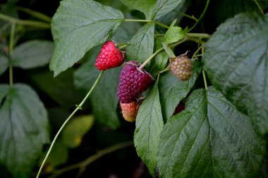 Sıradan ahududu. Rubus idaeus. Doğanın güzel yeşil arka planı. Bahar manzarası. Rosaceae ailesinin Rubus cinsi. Kırmızı çilek