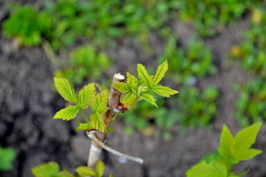 Sıradan ahududu. Rubus idaeus. Doğanın güzel yeşil soyut arka planı. Bahar manzarası. Rosaceae ailesinin Rubus cinsi. Young şut çekiyor. Yeşil