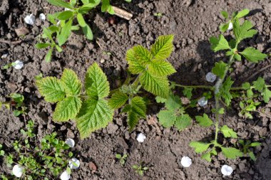 Sıradan ahududu. Rubus idaeus. Doğanın güzel arka planı. Bahar manzarası. Rosaceae ailesinin Rubus cinsi. Genç ateş ediyor.