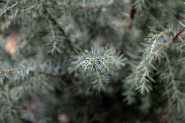 Ardıç. Juniperus communis. Doğanın güzel yeşil soyut arka planı. Yaz manzarası. Ebedi yeşil bitki, yeşil ardıç dalları. Yaz çiçeği