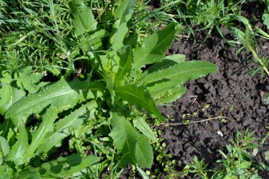 Mutluluktan uçuyorum. Doğanın güzel bitkisel soyut arka planı. Çılgınca öforbi. Bahar manzarası. Bahçede yeşil ot