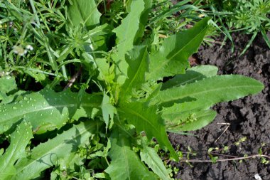 Doğanın güzel bitkisel soyut arka planı. Mutluluktan uçuyorum. Çılgınca öforbi. Bahar manzarası. Bahçedeki yeşil ot. Sulu yeşil yapraklar. Bahar