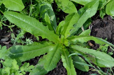 Doğanın güzel bitkisel soyut arka planı. Mutluluktan uçuyorum. Çılgınca öforbi. Bahçedeki yeşil ot. Sulu yeşil yapraklar