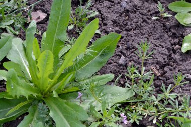 Mutluluktan uçuyorum. Doğanın güzel bitkisel soyut arka planı. Çılgınca öforbi. Bahar manzarası. Bahçedeki yeşil ot. Sulu yeşil yapraklar. Bahar