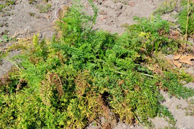 Havuç. Daucus. Doğanın güzel bitkisel soyut arka planı. Sebze yetiştiriyorum. Yeşil havuç yaprakları, beyaz infloresans
