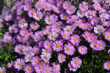 Doğanın güzel, soyut arka planı. Astra daimi. Astra Alpine. Aster alpinus. Yaz manzarası. Çiçekçilik, ev çiçeği yatağı. Narin mor çiçekler, daimi bitki.
