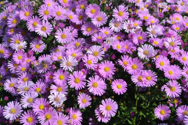 Doğanın güzel, soyut arka planı. Astra daimi. Astra Alpine. Aster alpinus. Yaz manzarası. Çiçekçilik, ev çiçeği yatağı. Narin mor çiçekler, daimi bitki. Ev