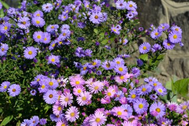 Astra daimi. Doğanın güzel, soyut arka planı. Astra Alpine. Aster alpinus. Yaz