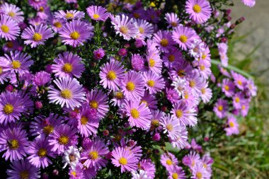 Astra daimi. Astra Alpine. Aster alpinus. Doğanın güzel, soyut arkaplanı ve manzarası. Çiçekçilik, ev çiçeği yatağı. Narin mor çiçekler, daimi bitki.