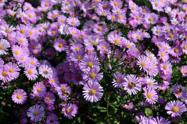 Astra daimi. Astra Alpine. Aster alpinus. Doğanın güzel, soyut arkaplanı ve manzarası. Çiçekçilik, ev çiçeği yatağı. Narin mor çiçekler, daimi bitki. Ev, bahçe.