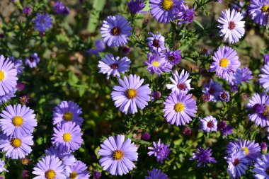 Aster alpinus. Doğanın güzel, soyut arka planı. Astra daimi. Astra Alpine. Yaz manzarası. Çiçekçilik, ev çiçeği yatağı. Narin mor çiçekler, daimi.