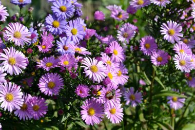 Aster alpinus. Doğanın güzel, soyut arka planı. Astra daimi. Astra Alpine. Yaz manzarası. Çiçekçilik, ev çiçeği yatağı. Narin mor çiçekler, daimi bitki. Ev, bahçe.