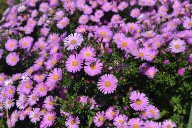 Astra daimi. Doğanın güzel çiçek arkaplanı. Astra Alpine. Aster alpinüsü