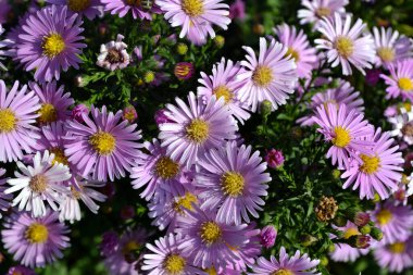 Astra daimi. Astra Alpine. Doğanın güzel, soyut arka planı. Aster alpinus. Yaz manzarası. Çiçekçilik, ev çiçeği.