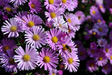 Aster alpinus. Doğanın güzel, soyut arka planı. Astra daimi. Astra Alpine. Yaz manzarası
