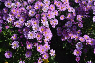 Doğanın güzel çiçek arkaplanı. Astra daimi. Astra Alpine. Aster alpinus. Narin mor çiçekler.