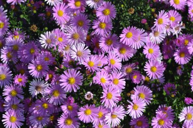 Doğanın güzel, soyut arka planı. Astra daimi. Astra Alpine. Aster alpinus. Çiçekçilik, ev çiçeği yatağı. Narin mor çiçekler, daimi.